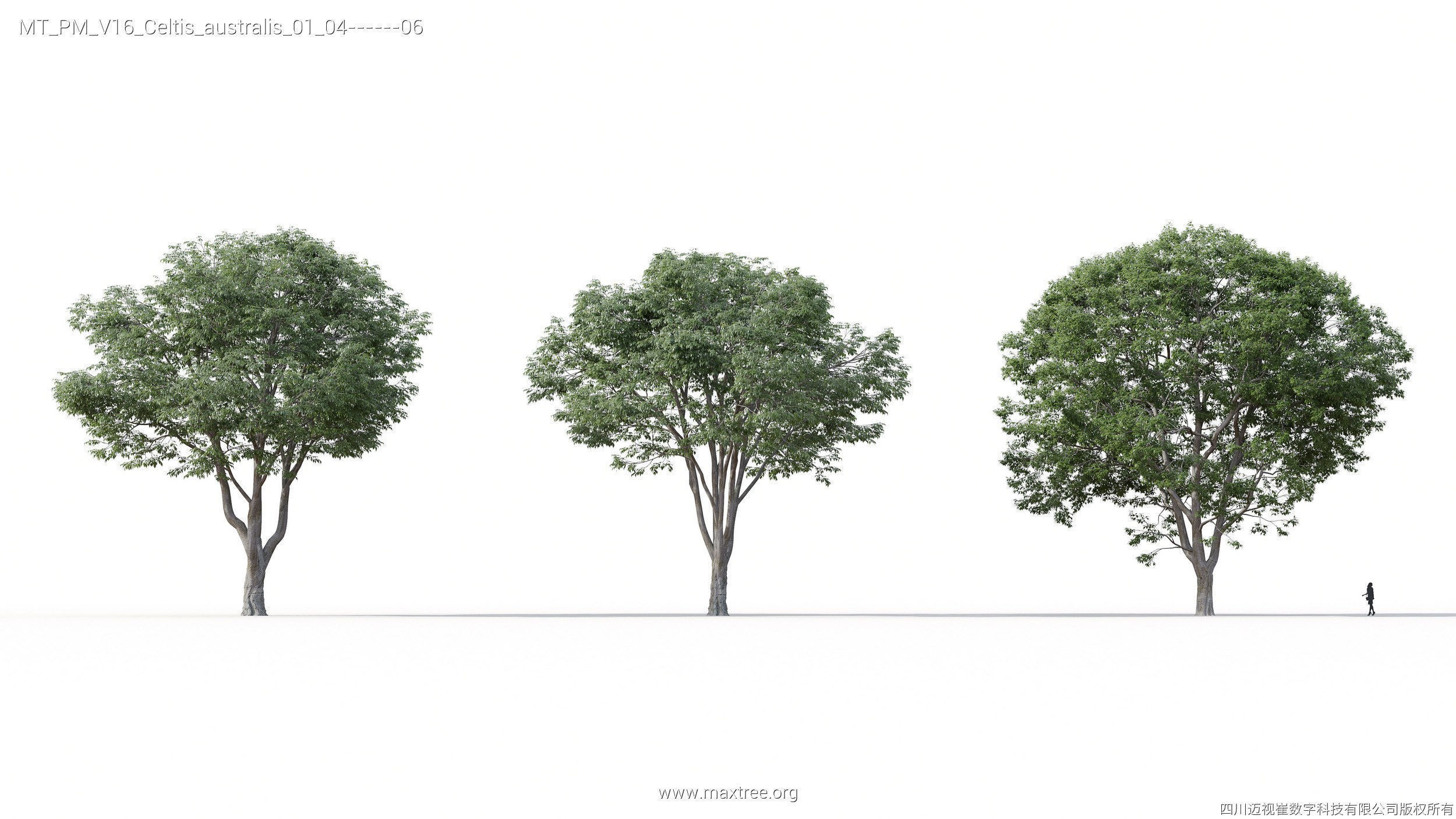 Maxtree Plant Models Vol 16 - Mesh 3D model_8