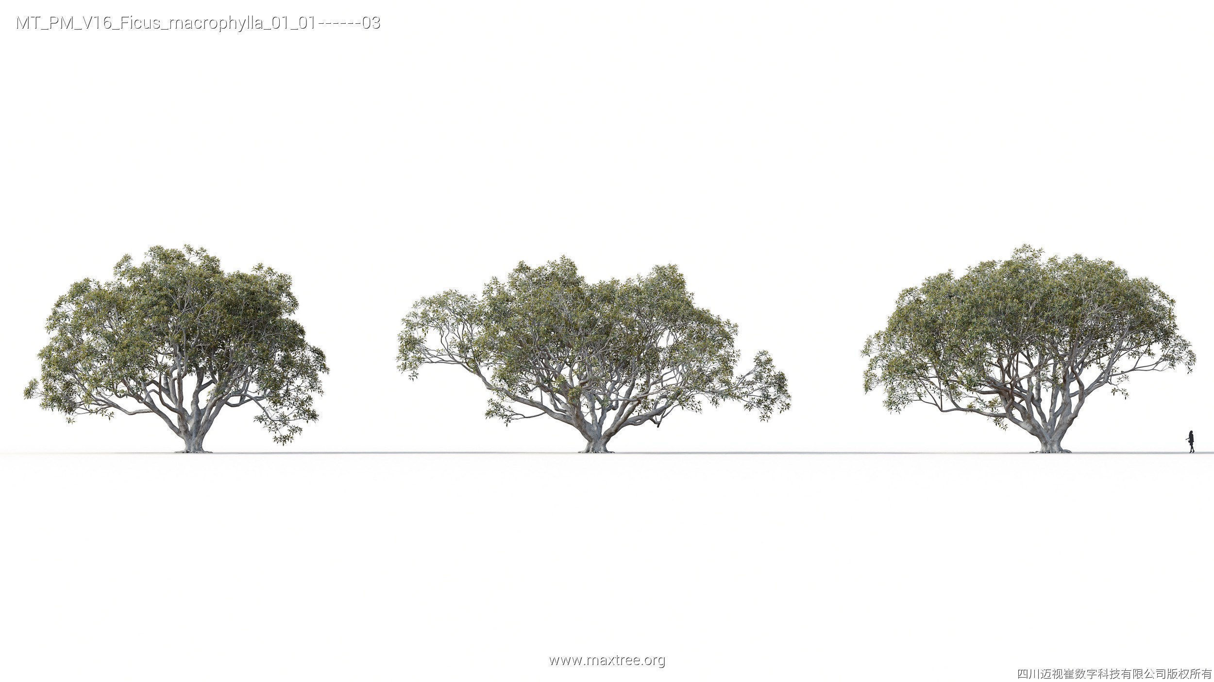 Maxtree Plant Models Vol 16 - Mesh 3D model_14