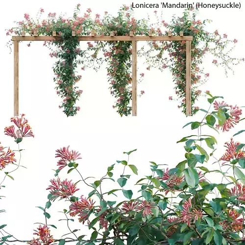 Lonicera Mandarin - Honeysuckle 01