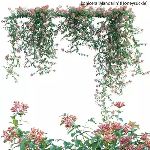 Lonicera Mandarin - Honeysuckle 02