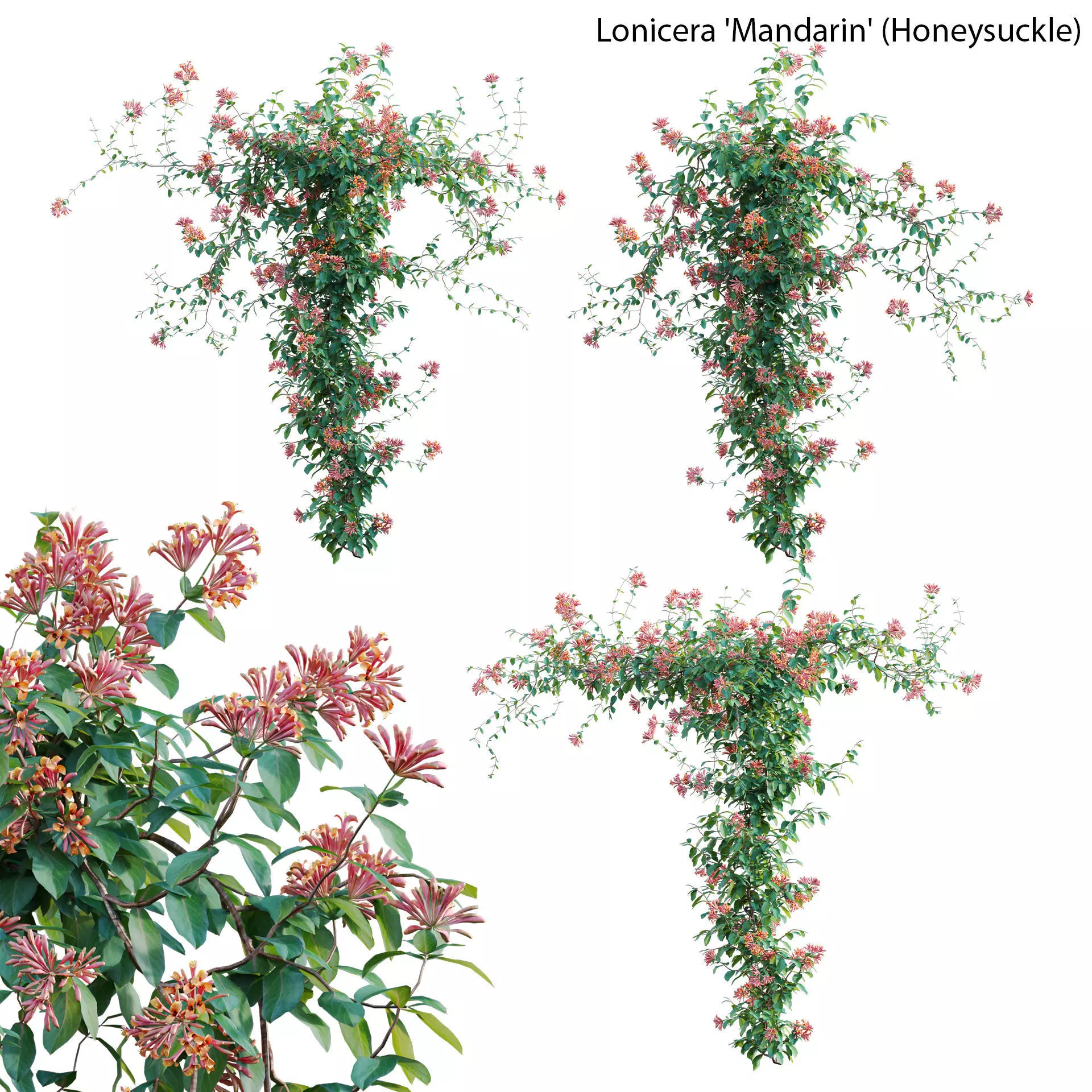 Lonicera Mandarin - Honeysuckle 03 3D model_0