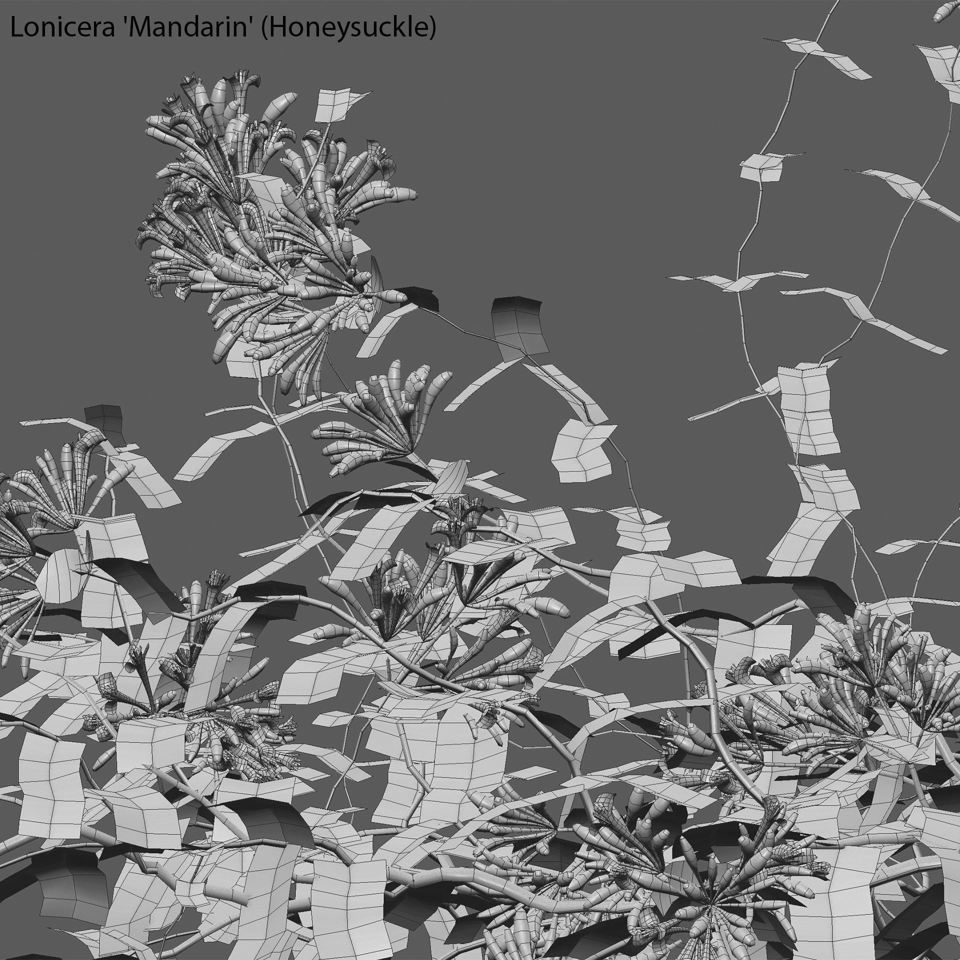 Lonicera Mandarin - Honeysuckle 03 3D model_3