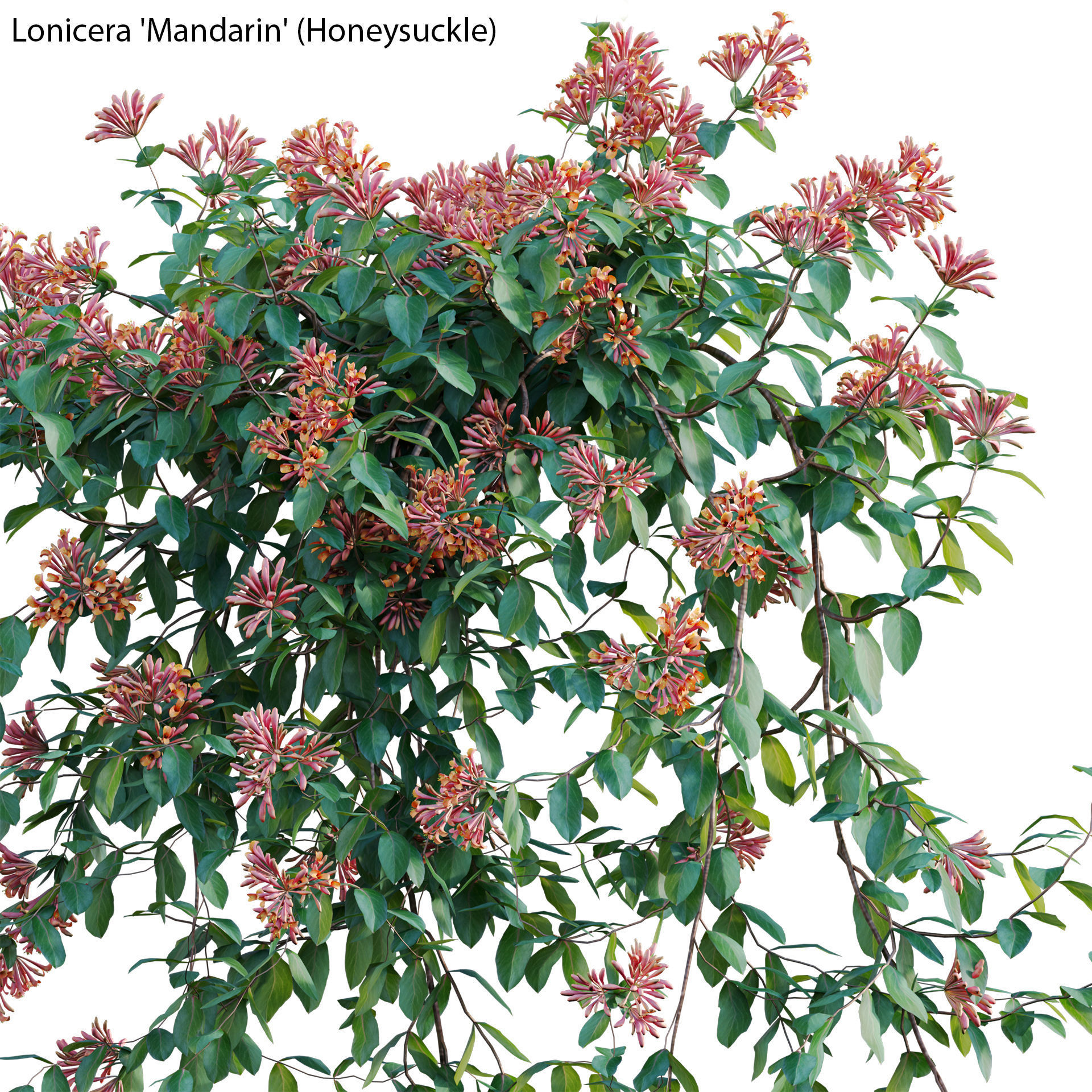 Lonicera Mandarin - Honeysuckle 03 3D model_1
