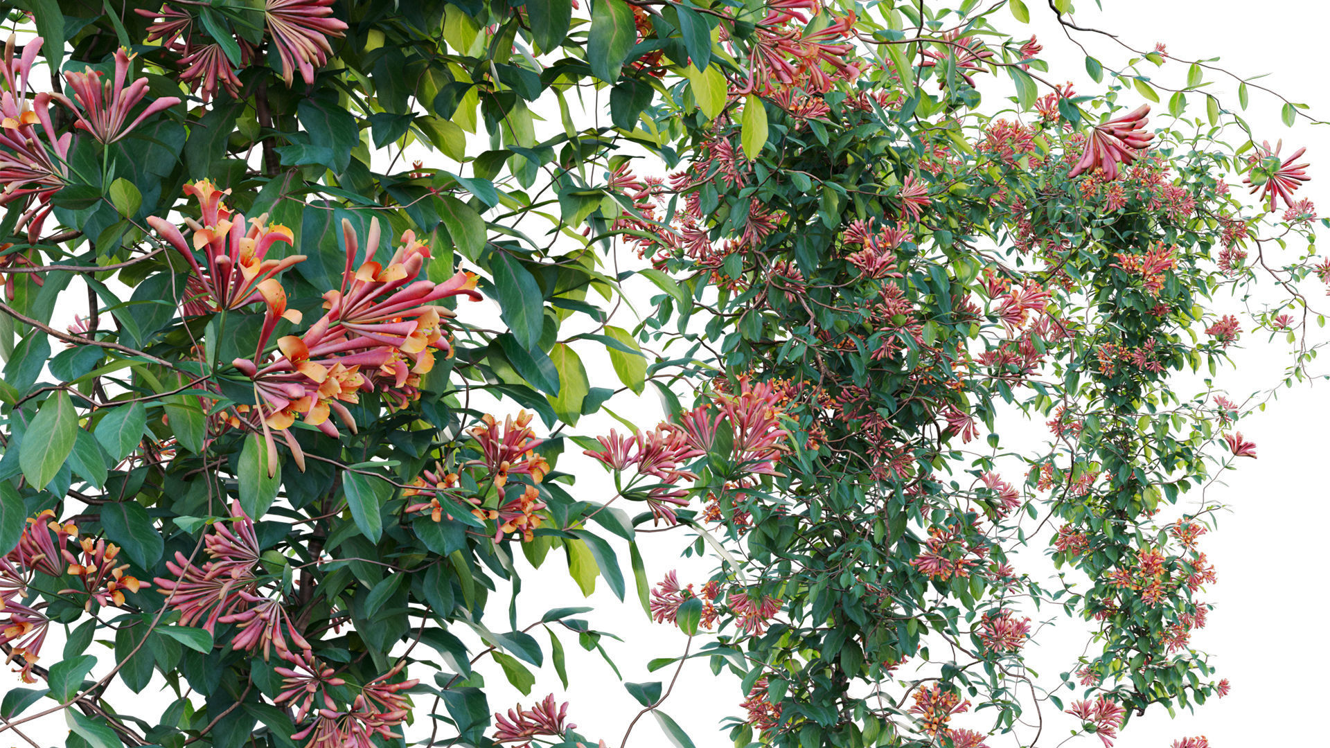 Lonicera Mandarin - Honeysuckle 03 3D model_7