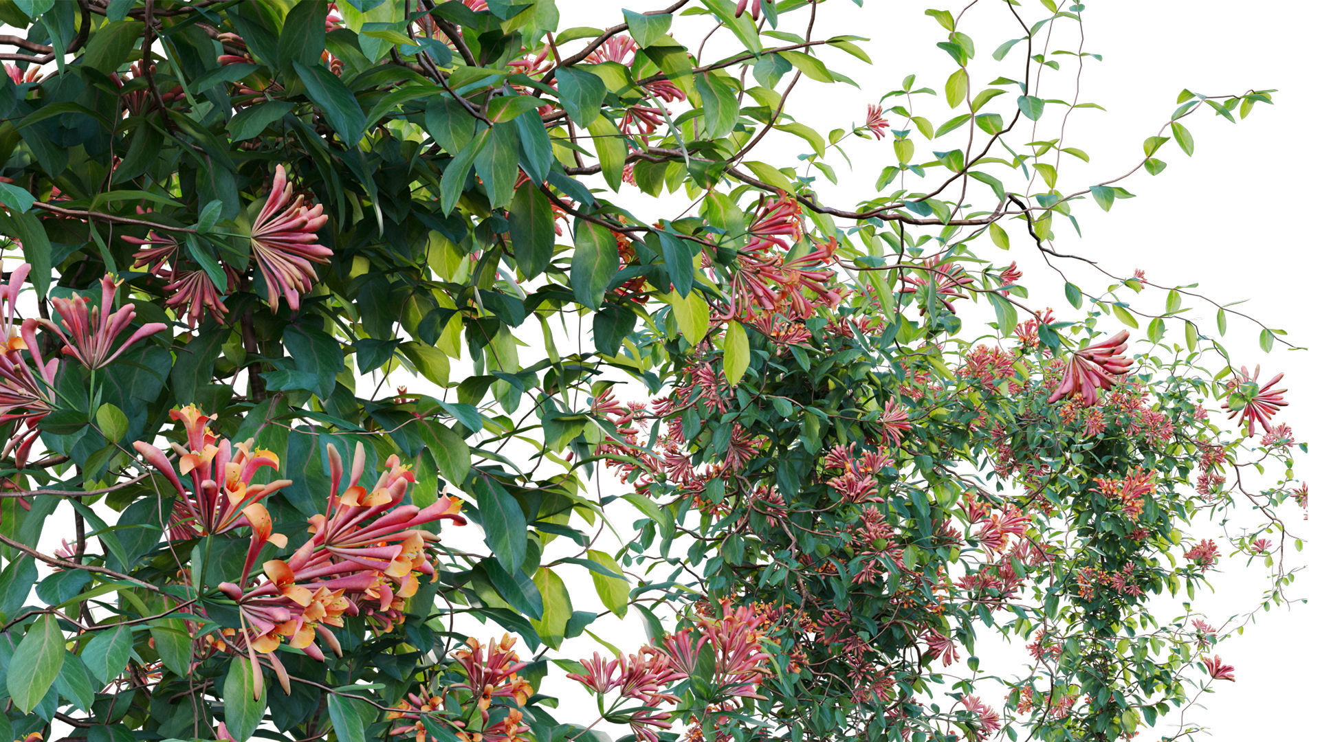 Lonicera Mandarin - Honeysuckle 03 3D model_6