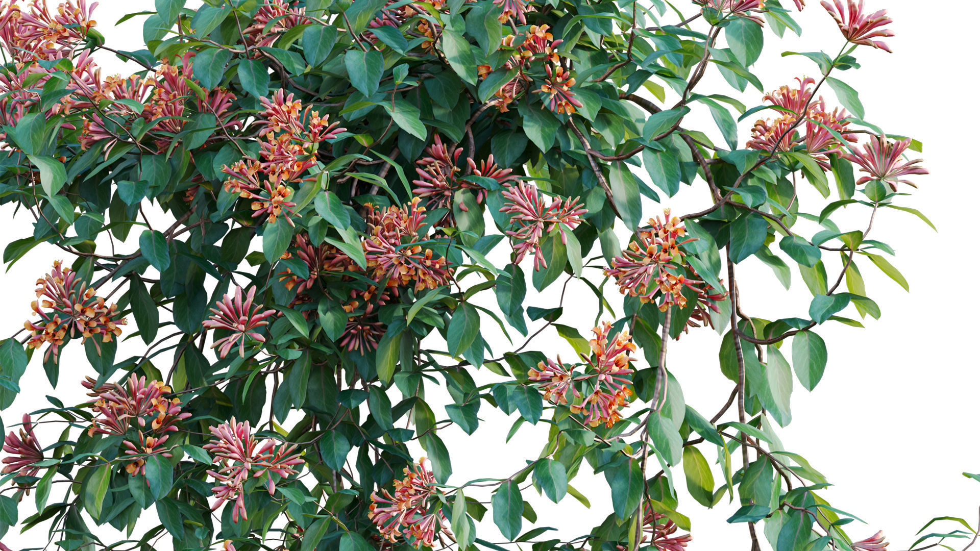 Lonicera Mandarin - Honeysuckle 03 3D model_8