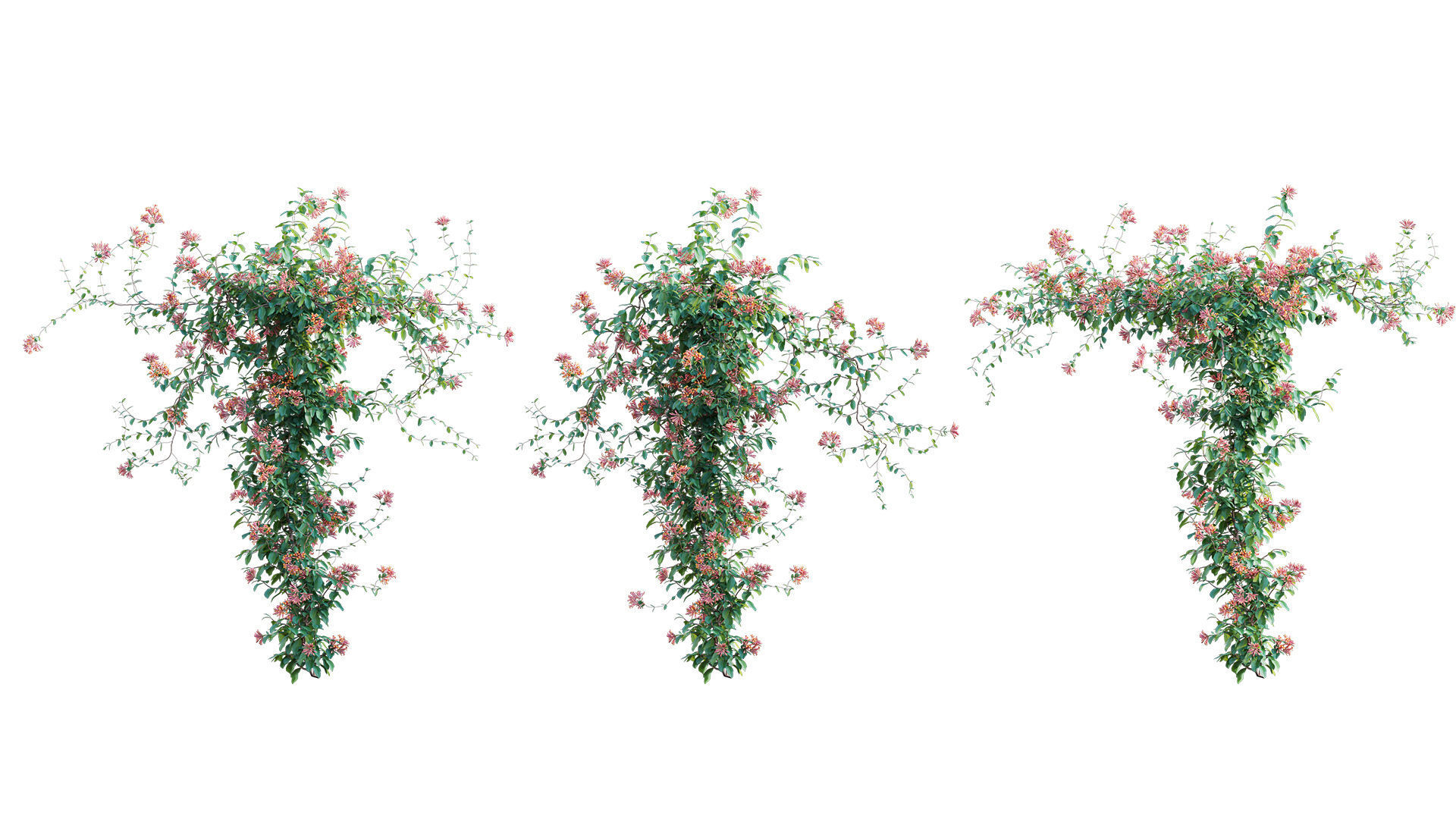 Lonicera Mandarin - Honeysuckle 03 3D model_4