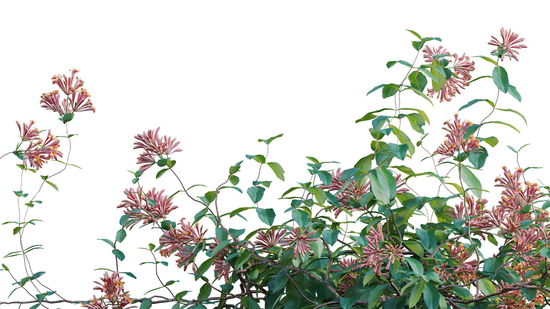 Lonicera Mandarin - Honeysuckle 03 3D model_5