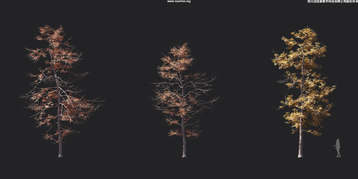 Maxtree Plant Models Vol 17 - Mesh 3D model_19