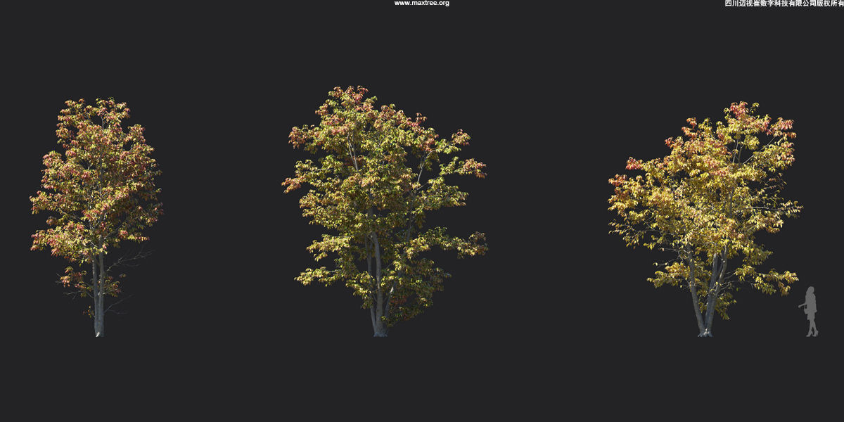 Maxtree Plant Models Vol 17 - Mesh 3D model_9