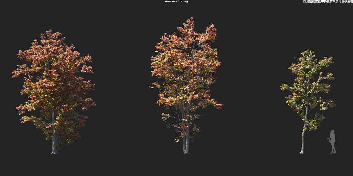 Maxtree Plant Models Vol 17 - Mesh 3D model_8