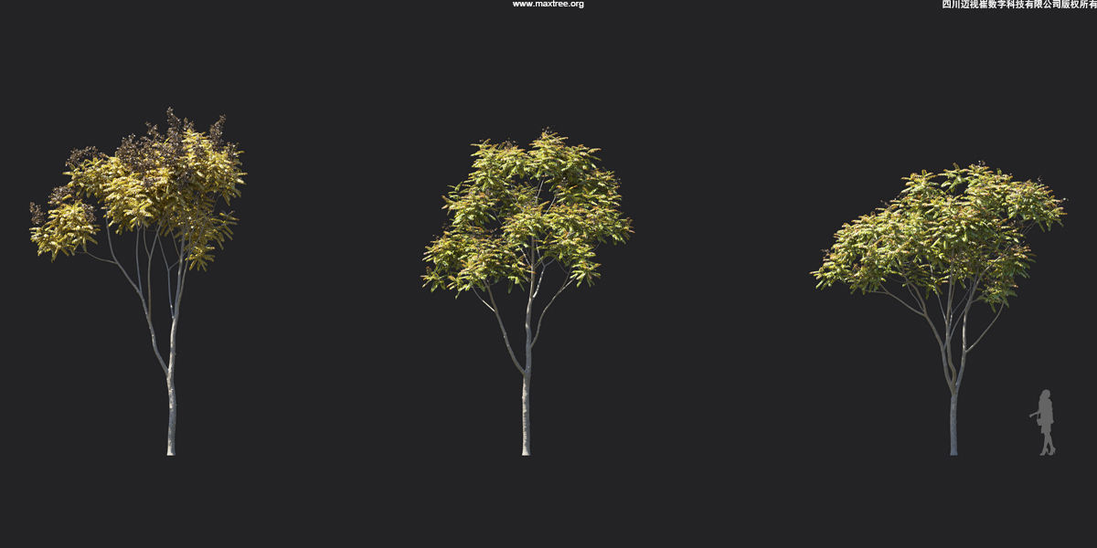 Maxtree Plant Models Vol 17 - Mesh 3D model_14