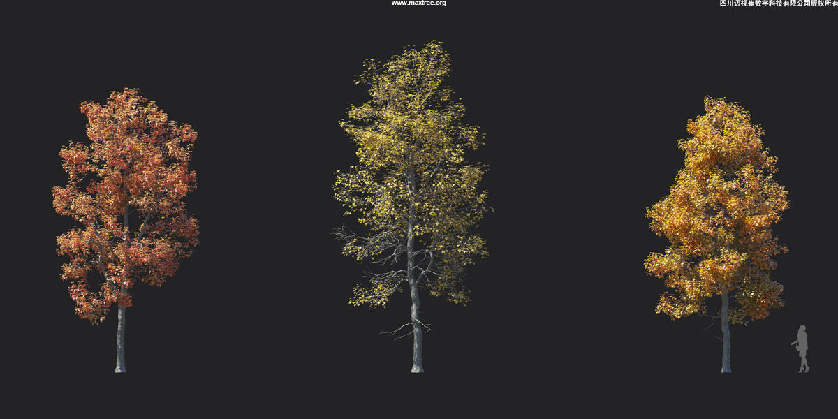 Maxtree Plant Models Vol 17 - Mesh 3D model_3