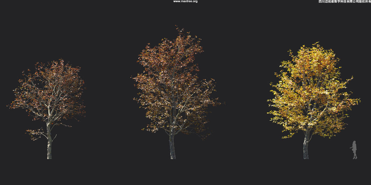Maxtree Plant Models Vol 17 - Mesh 3D model_21