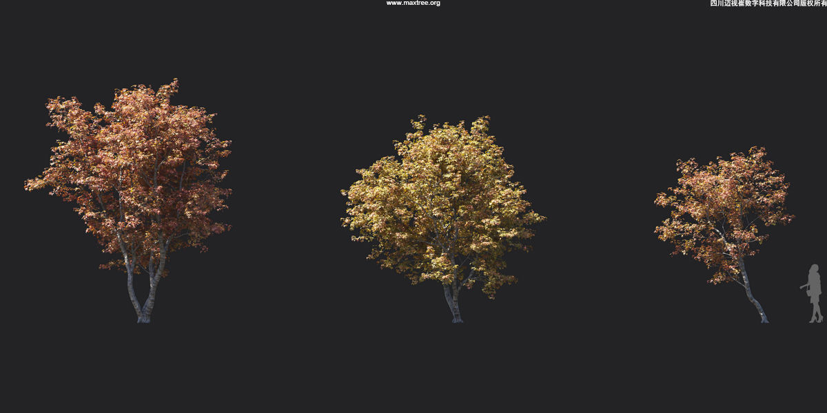 Maxtree Plant Models Vol 17 - Mesh 3D model_11