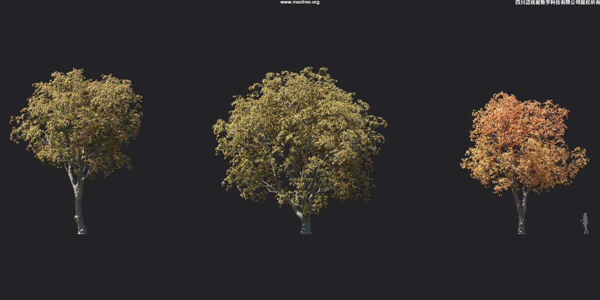 Maxtree Plant Models Vol 17 - Mesh 3D model_23