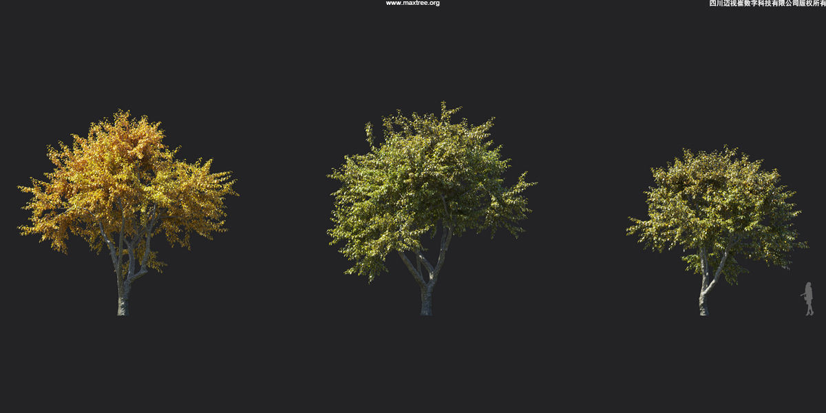Maxtree Plant Models Vol 17 - Mesh 3D model_25