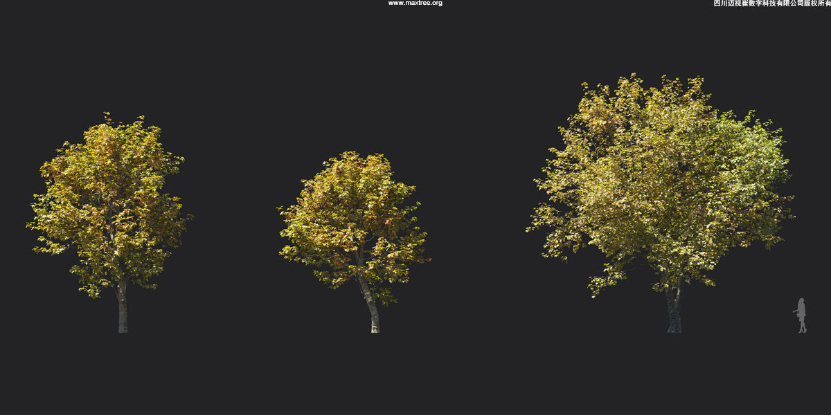 Maxtree Plant Models Vol 17 - Mesh 3D model_20