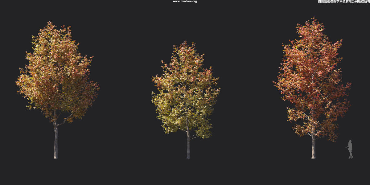 Maxtree Plant Models Vol 17 - Mesh 3D model_16