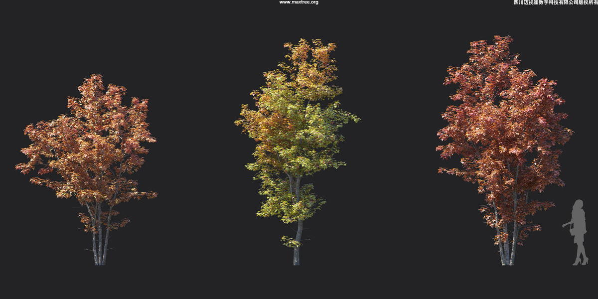 Maxtree Plant Models Vol 17 - Mesh 3D model_7