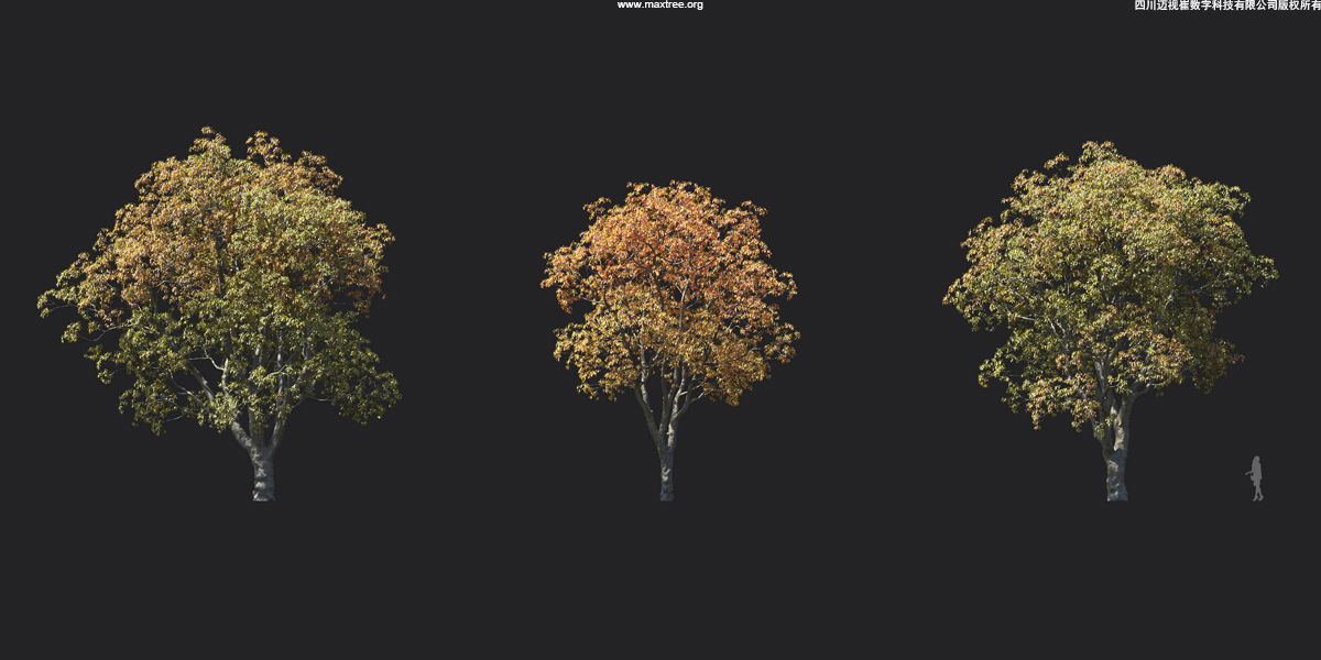 Maxtree Plant Models Vol 17 - Mesh 3D model_22