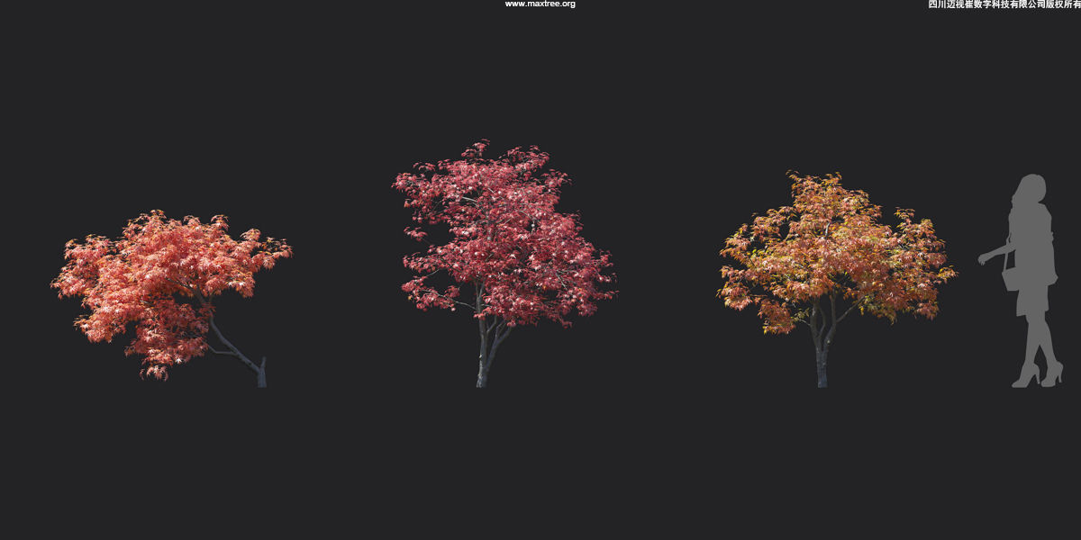 Maxtree Plant Models Vol 17 - Mesh 3D model_5
