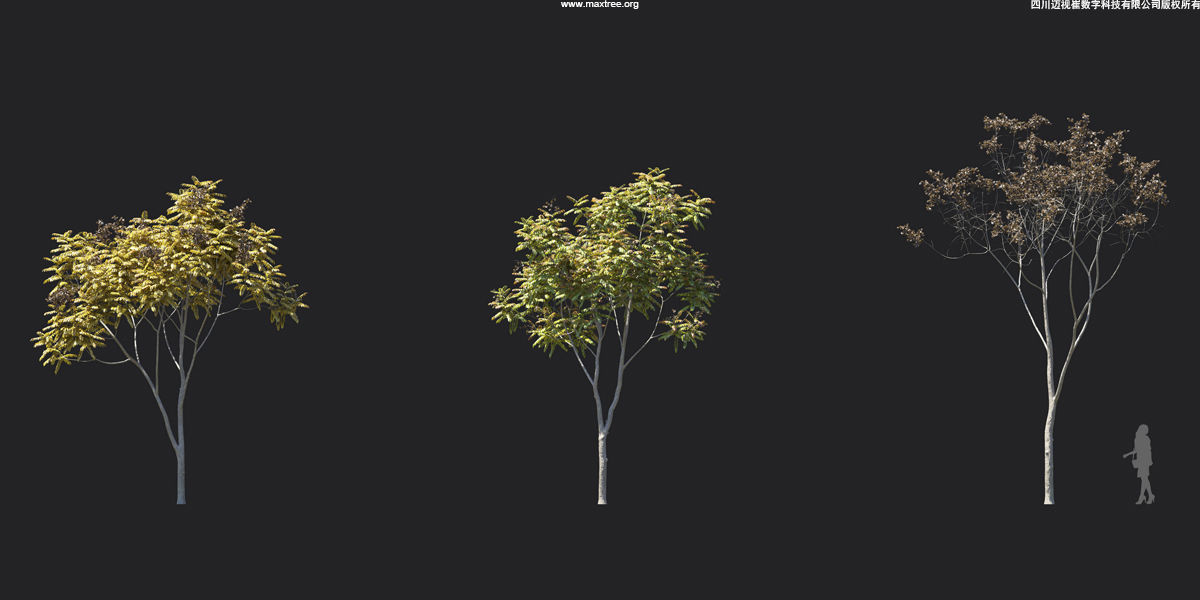 Maxtree Plant Models Vol 17 - Mesh 3D model_15