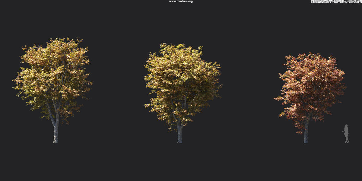 Maxtree Plant Models Vol 17 - Mesh 3D model_10