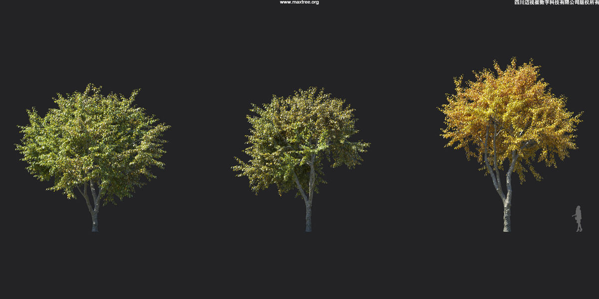 Maxtree Plant Models Vol 17 - Mesh 3D model_24