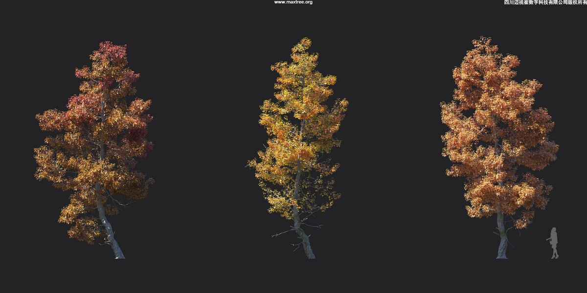 Maxtree Plant Models Vol 17 - Mesh 3D model_2