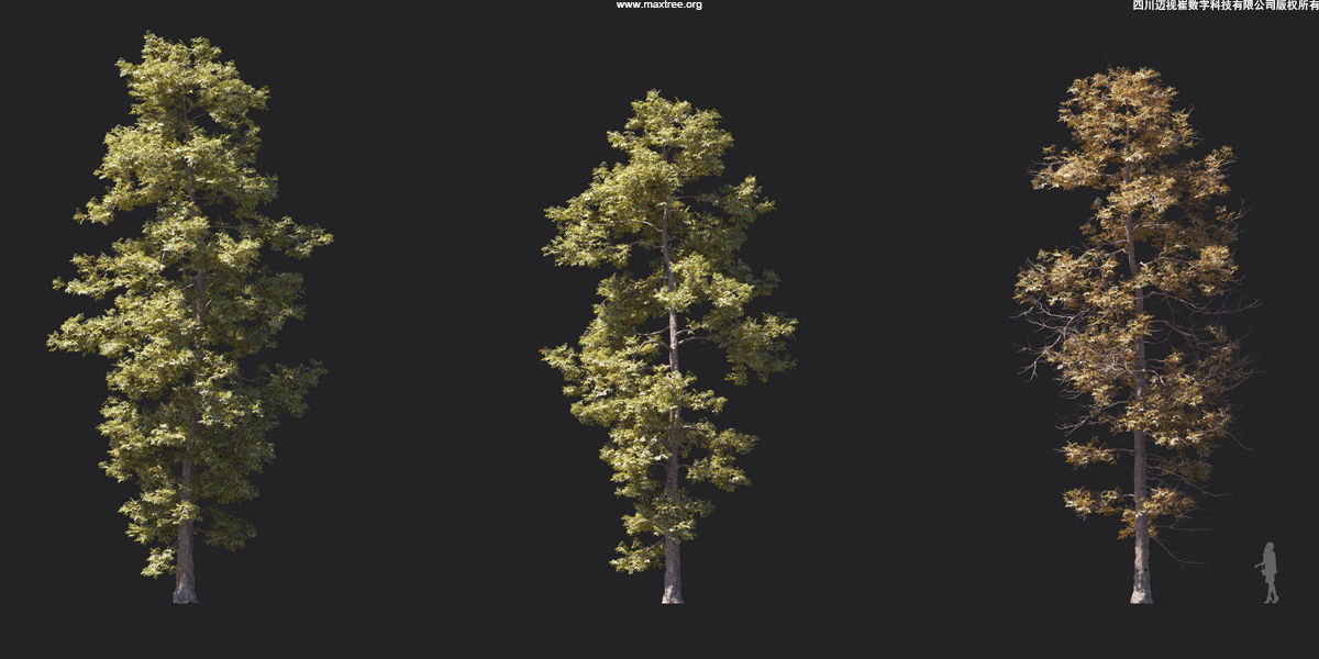 Maxtree Plant Models Vol 17 - Mesh 3D model_18