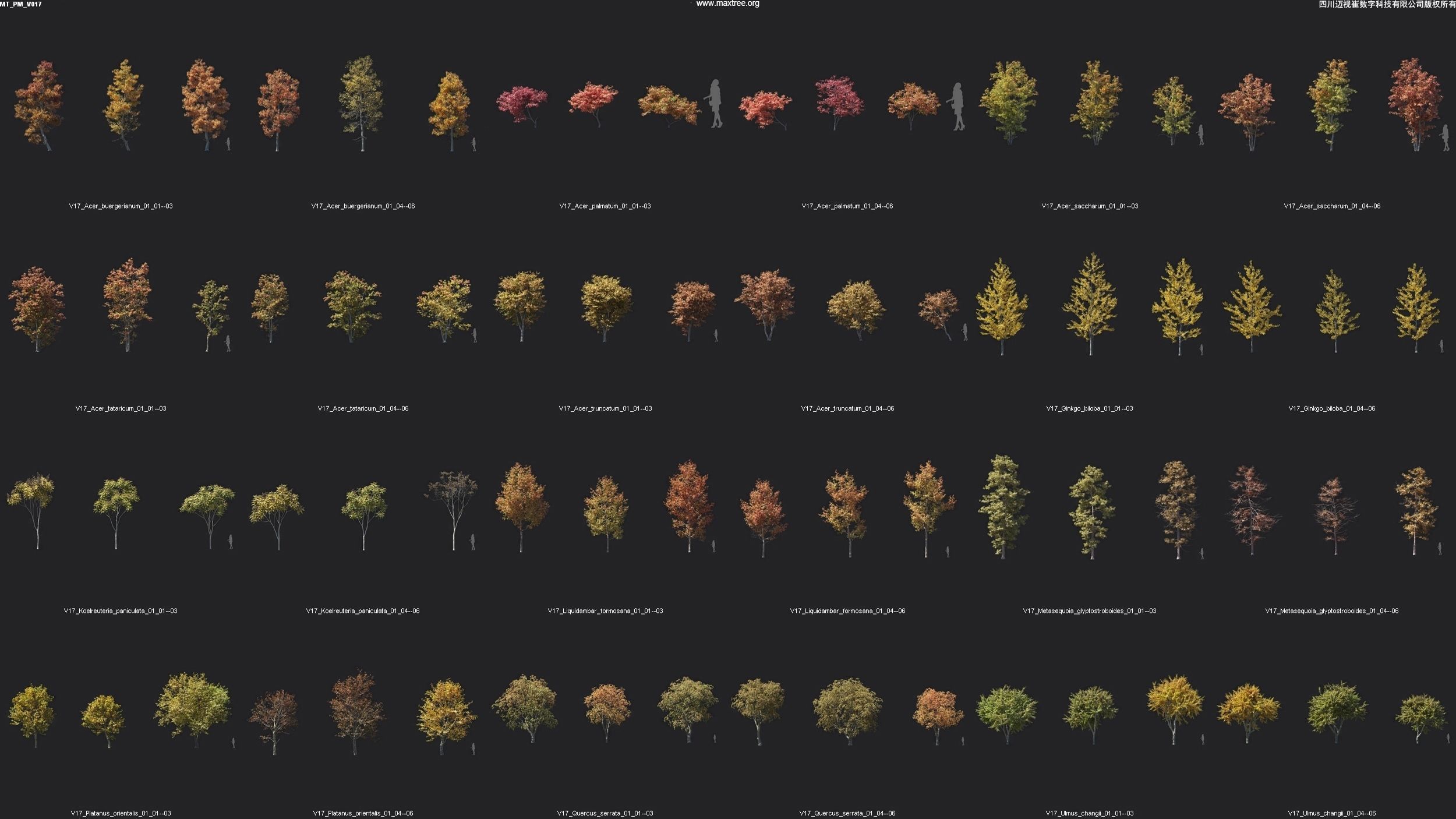 Maxtree Plant Models Vol 17 - Mesh 3D model_1