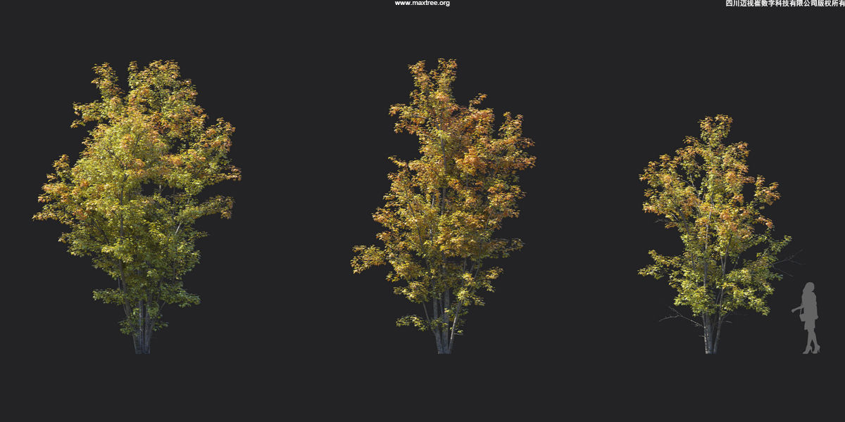 Maxtree Plant Models Vol 17 - Mesh 3D model_6