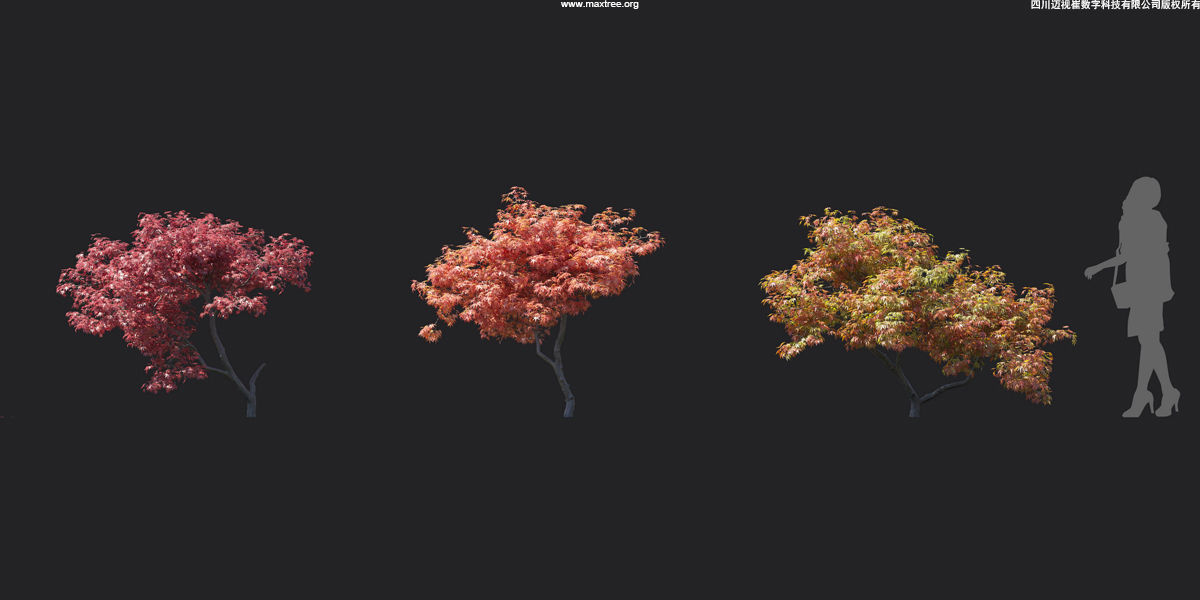 Maxtree Plant Models Vol 17 - Mesh 3D model_4