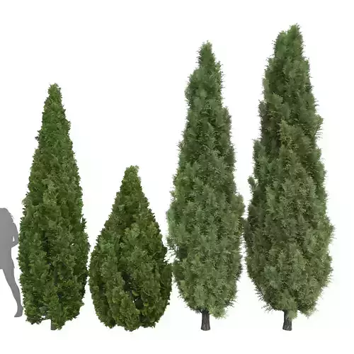 Mountain Juniper tree Juniperus scopulorum Mediterranean Cypress 3D model