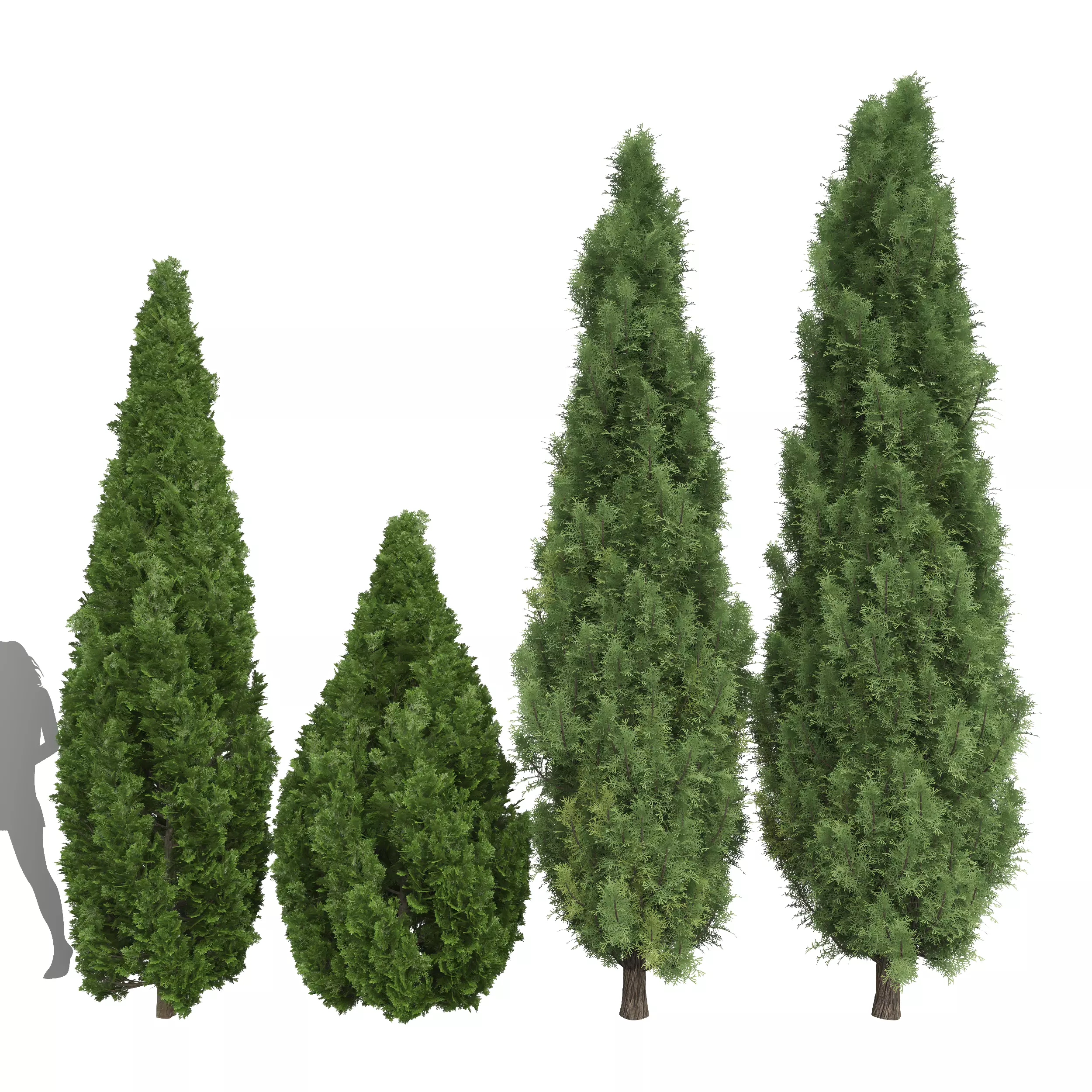 Mountain Juniper tree Juniperus scopulorum Mediterranean Cypress 3D model_0