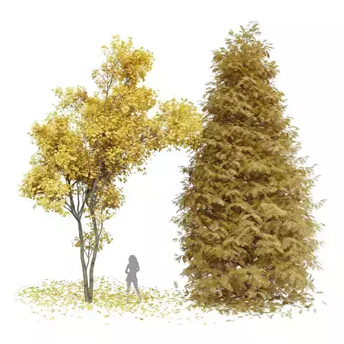 Real Tree Acer Saccharinum Metasequoia Glyptostroboides Orange 3D model