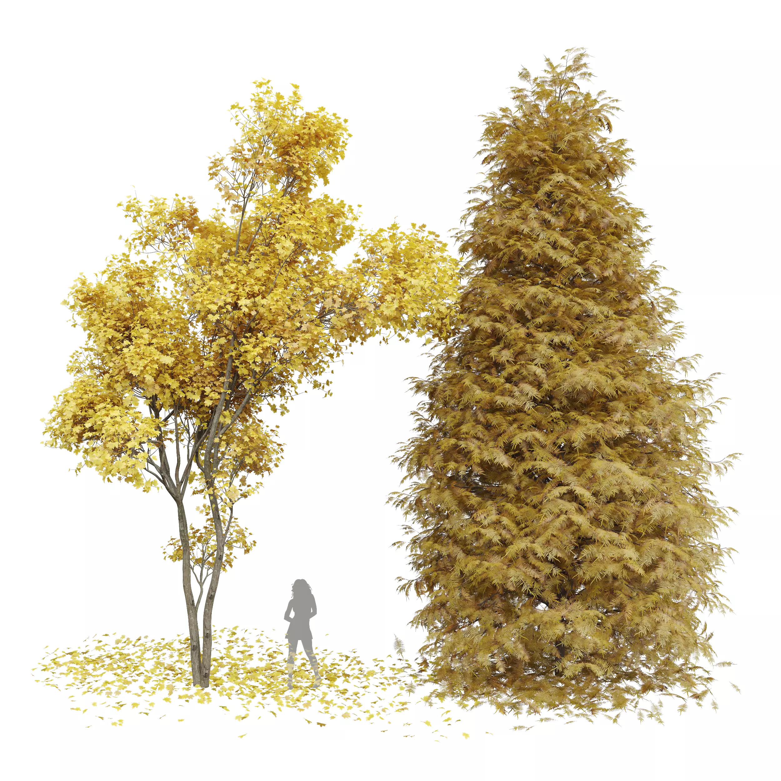 Real Tree Acer Saccharinum Metasequoia Glyptostroboides Orange 3D model_0