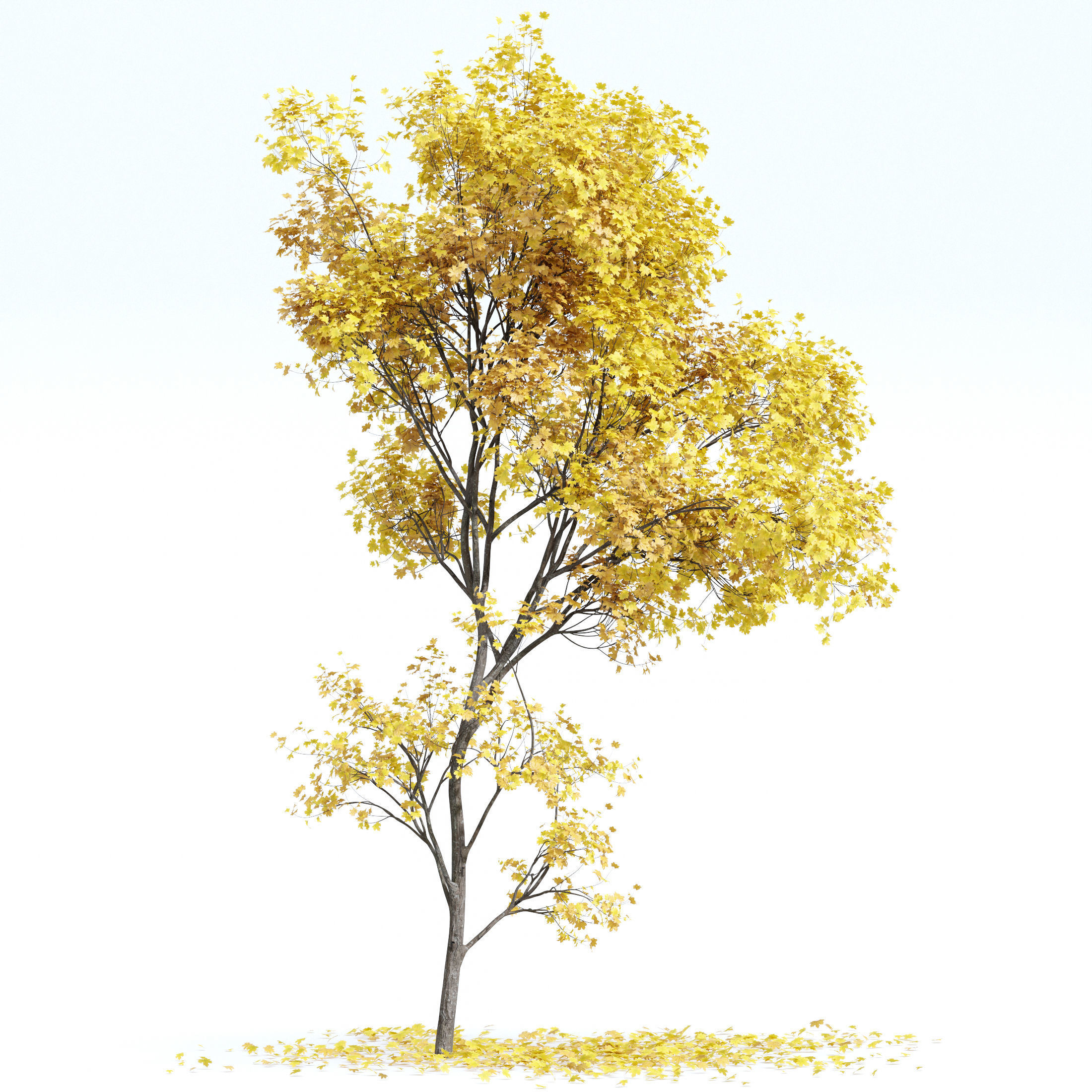 Real Tree Acer Saccharinum Metasequoia Glyptostroboides Orange 3D model_3