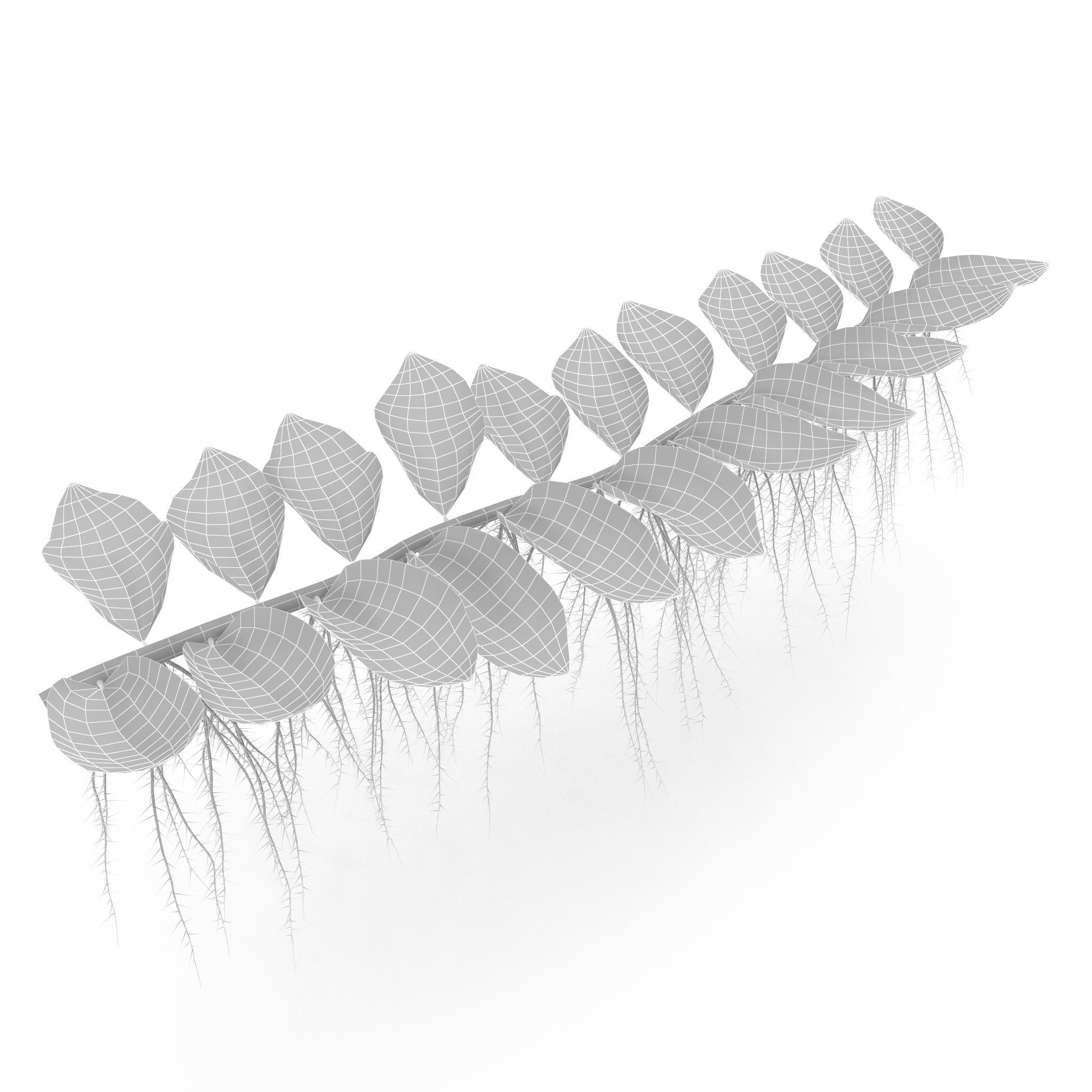 Salviniya ushastaya 3D model_9