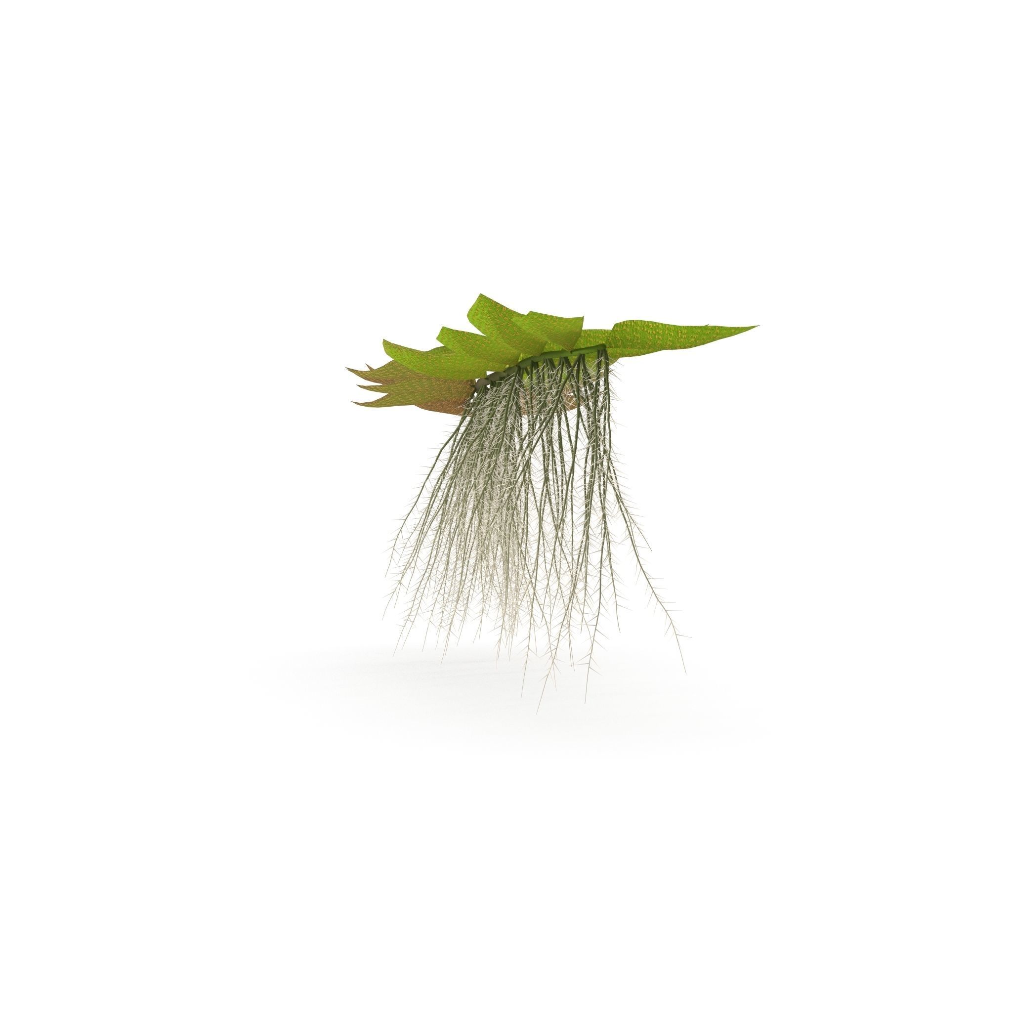 Salviniya ushastaya 3D model_3