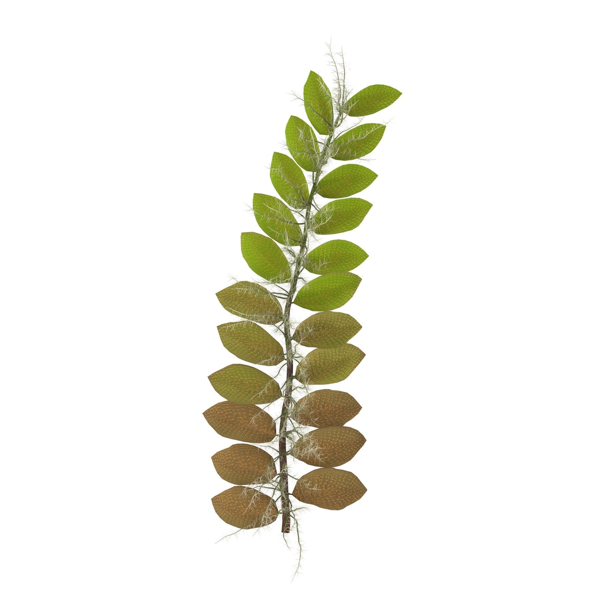 Salviniya ushastaya 3D model_7