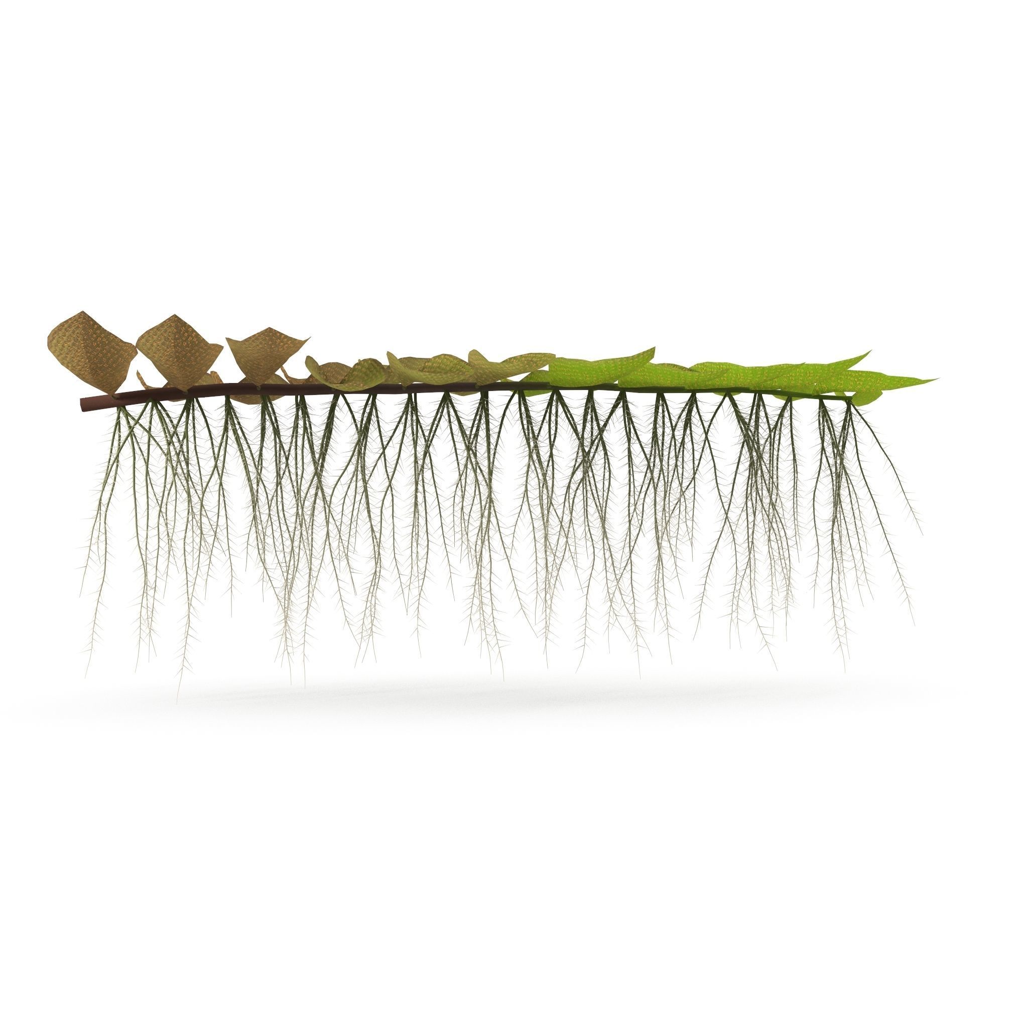 Salviniya ushastaya 3D model_6