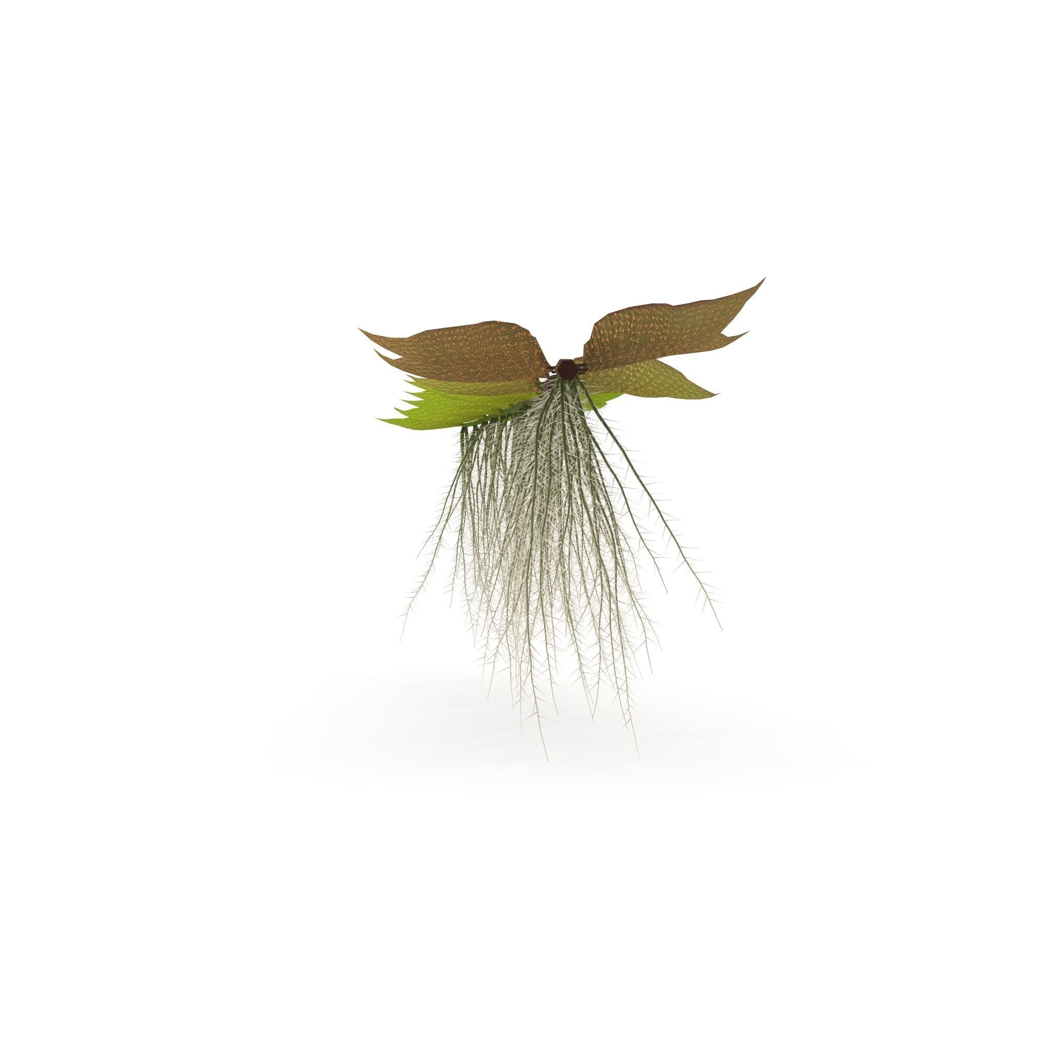 Salviniya ushastaya 3D model_5