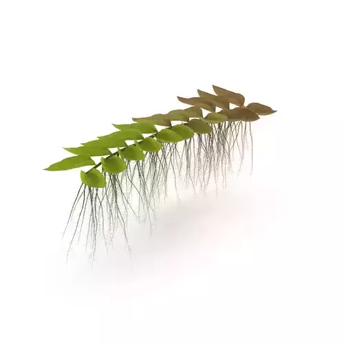 Salviniya ushastaya 3D model