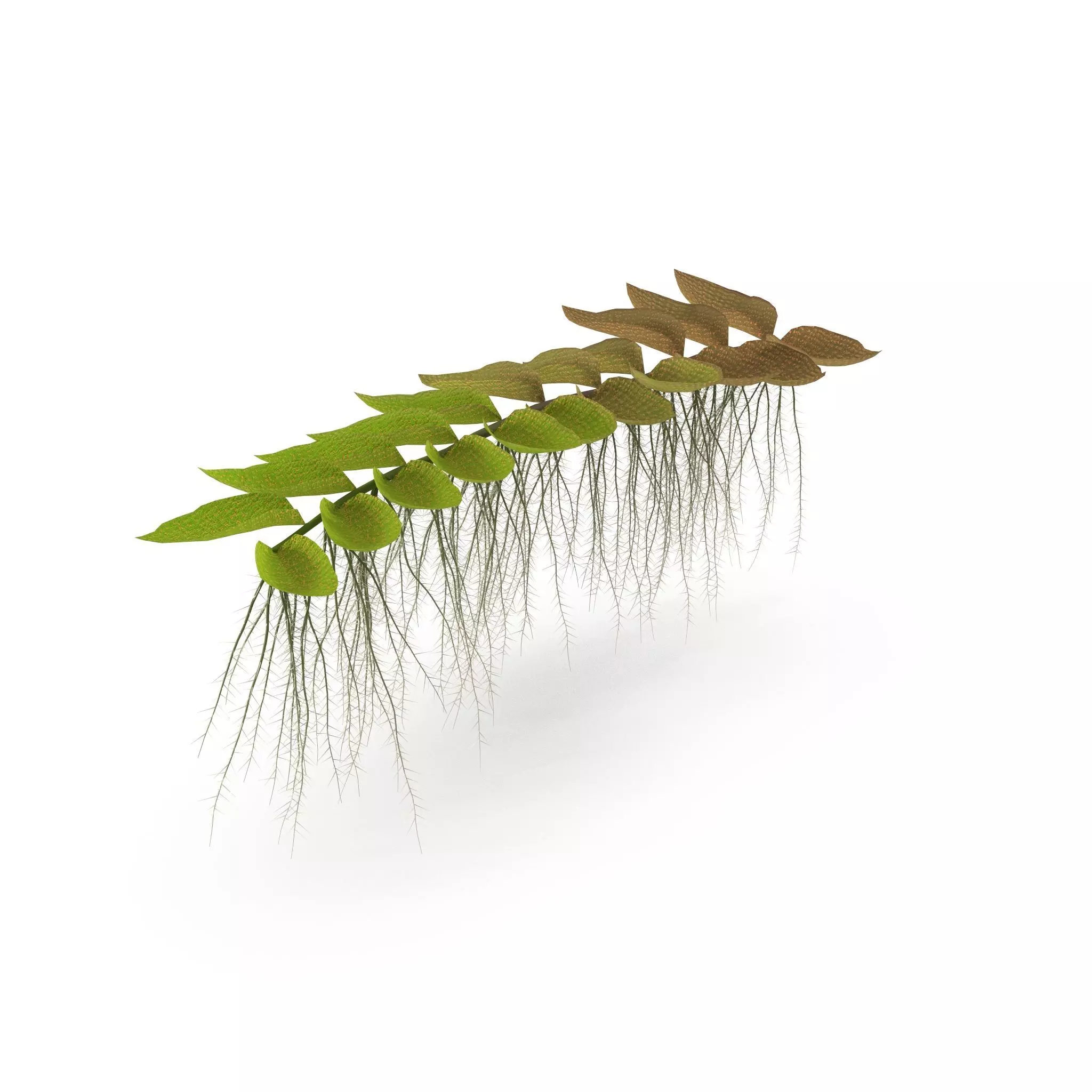 Salviniya ushastaya 3D model_0