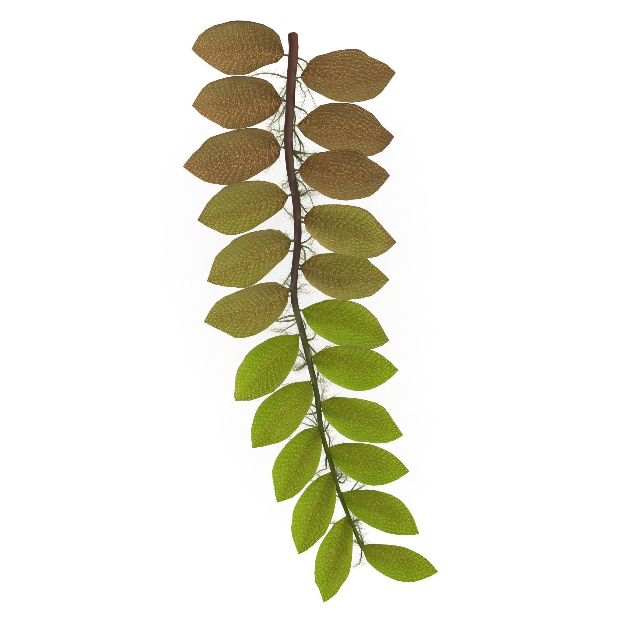 Salviniya ushastaya 3D model_1