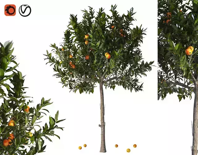 Orange Tree With Fruit 01
