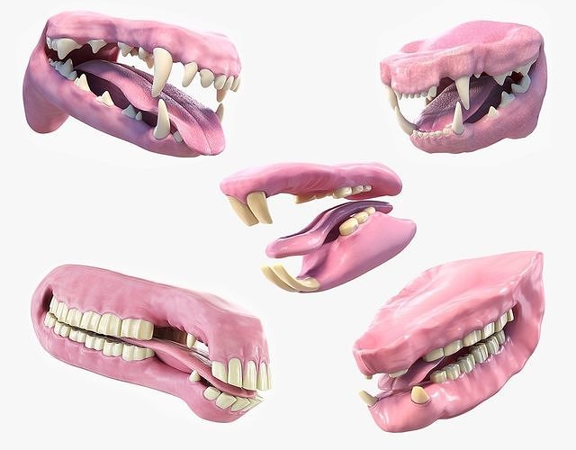 Animal Mouth Collection | CGTrader