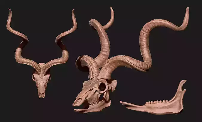 Kudu - Tragelaphus strepsiceros Skull - CNC and 3D print model